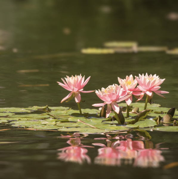 Karma: We Create Our Own Reality | Venerable Robina Courtin