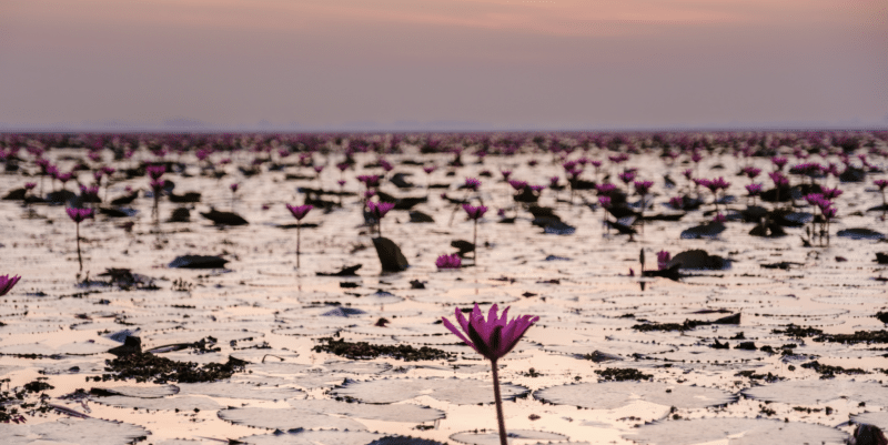 The White Lotus and The Great Secret: Amazingly Simple Keys to Accessing Innate Primordial Wisdom with Tulku Pema Rigtsal Rinpoche