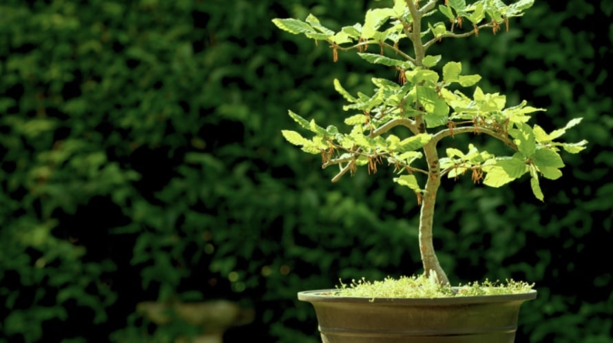 Intergenerational Wisdom | Transplanting The Bonsai with Ethan & David Nichtern